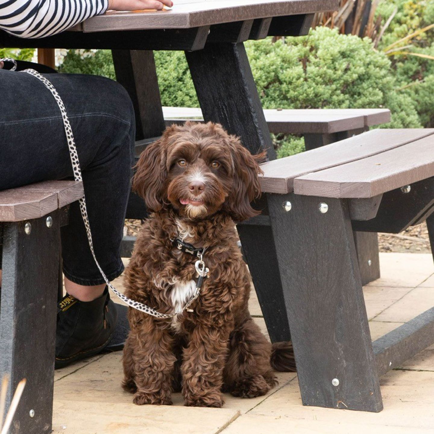 Your local dog friendly pub in Norwich